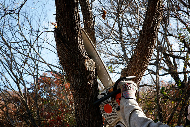 Professional Tree Care in Sherman, IL
